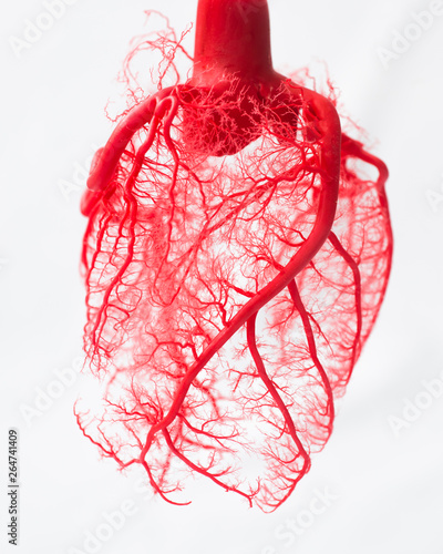 Canvastavla Blood vessel system of an heart