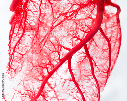 Blood vessel system of an heart  photo