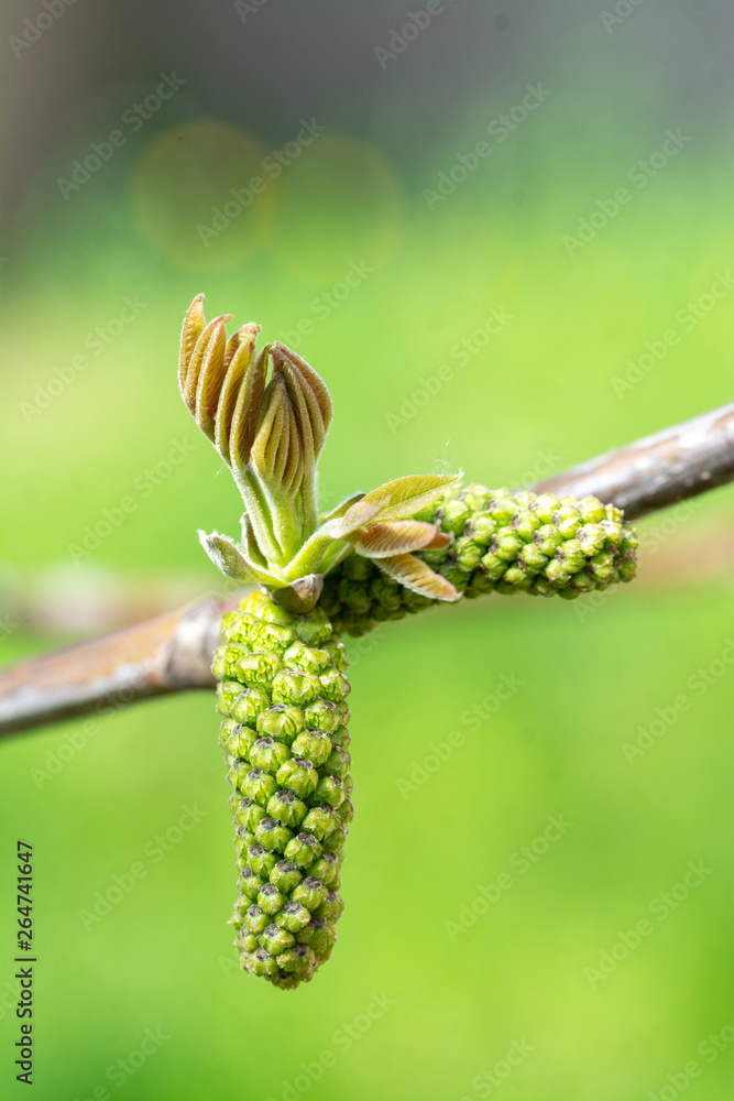 Obraz premium Flowering of walnut tree - springtime in garden.