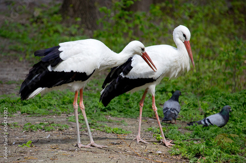 White Stork © Talli