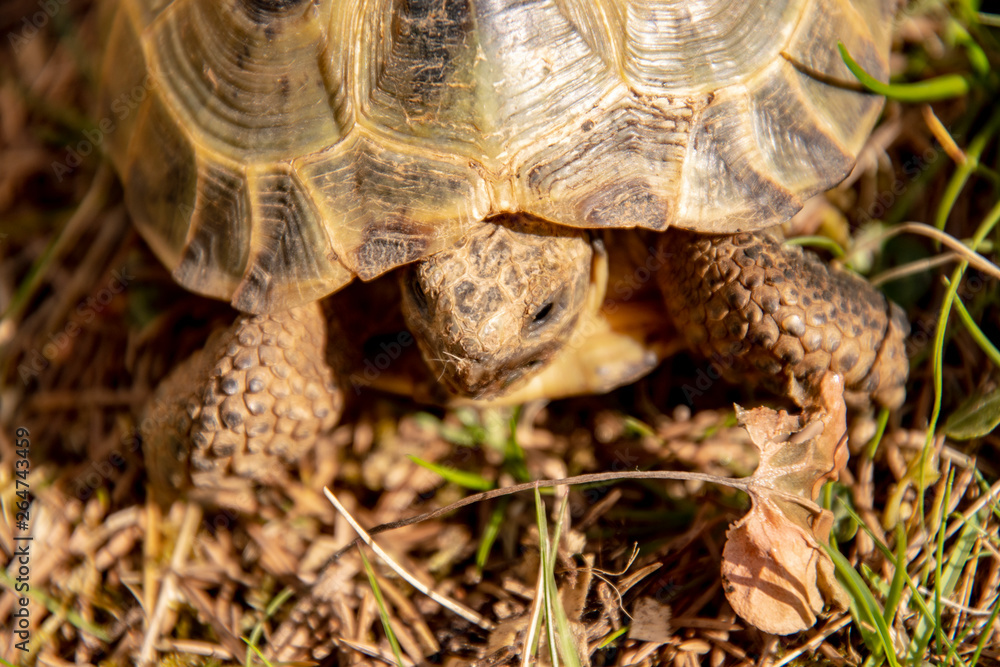 Tortoise kept in a terrarium with fresh grass looking curiously out of its shell into the world Tortoise kept in a terrarium with fresh grass looking curiously out of its shell into the world