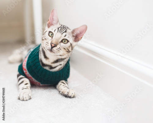 Fototapeta Naklejka Na Ścianę i Meble -  Silver bengal cat in green sweater