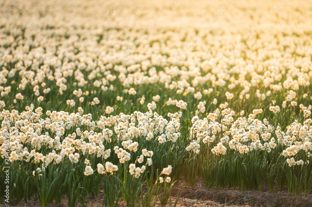 field of white flowers in sunrise