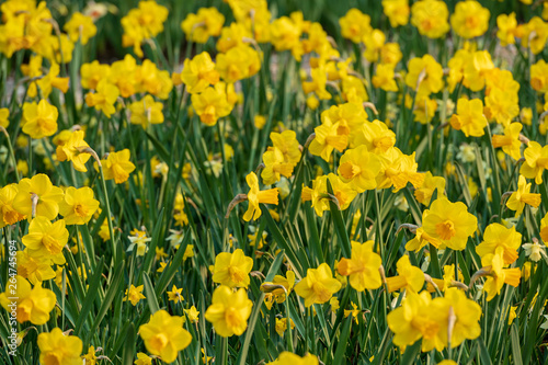 field of yellow daffodils
