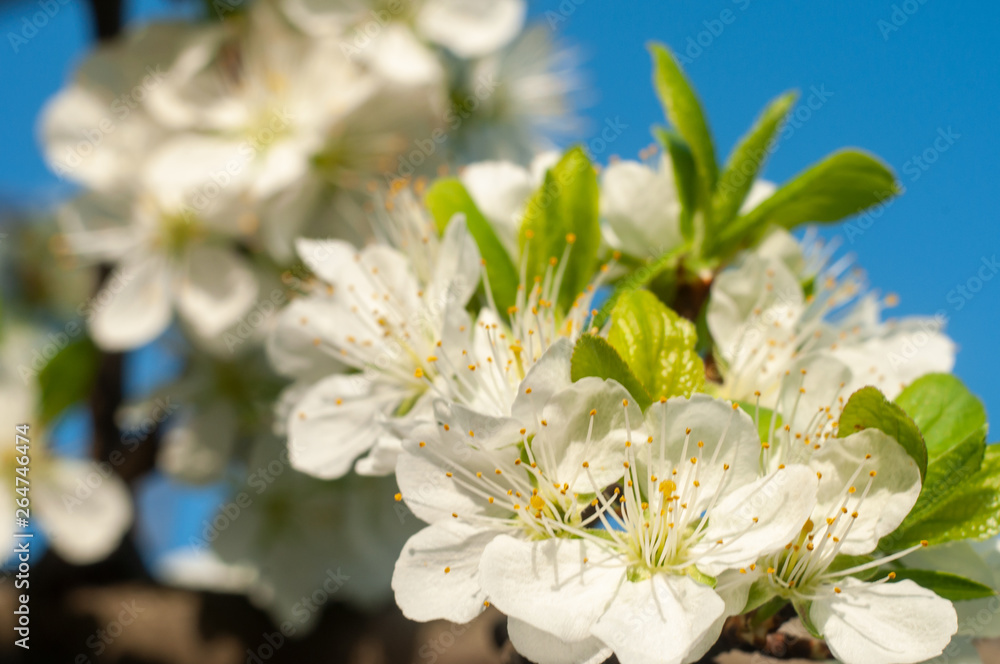 Fototapeta premium Blossom cherry tree flowers close-up photography