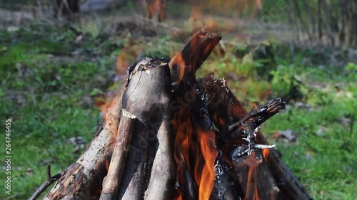 Burn fire with wood in the Forest. Green lawn in the forest on the background of fire photo