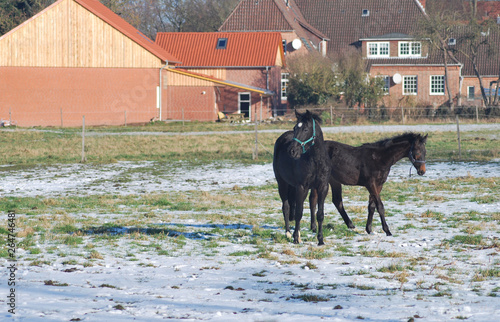 Sture mit Fohlen photo