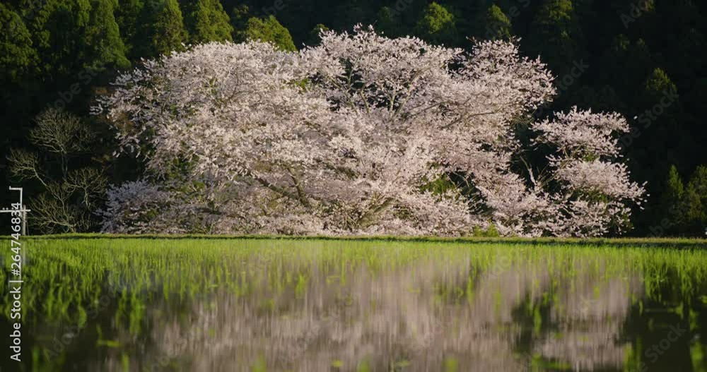 田んぼに映る諸木野の桜