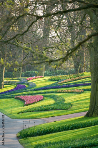 trees and tulips in the park