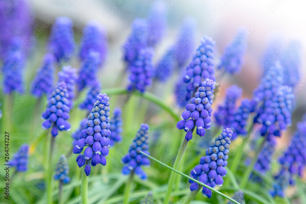 Fototapeta premium A group of blue flowers of grape hyacinth in the spring in the garden
