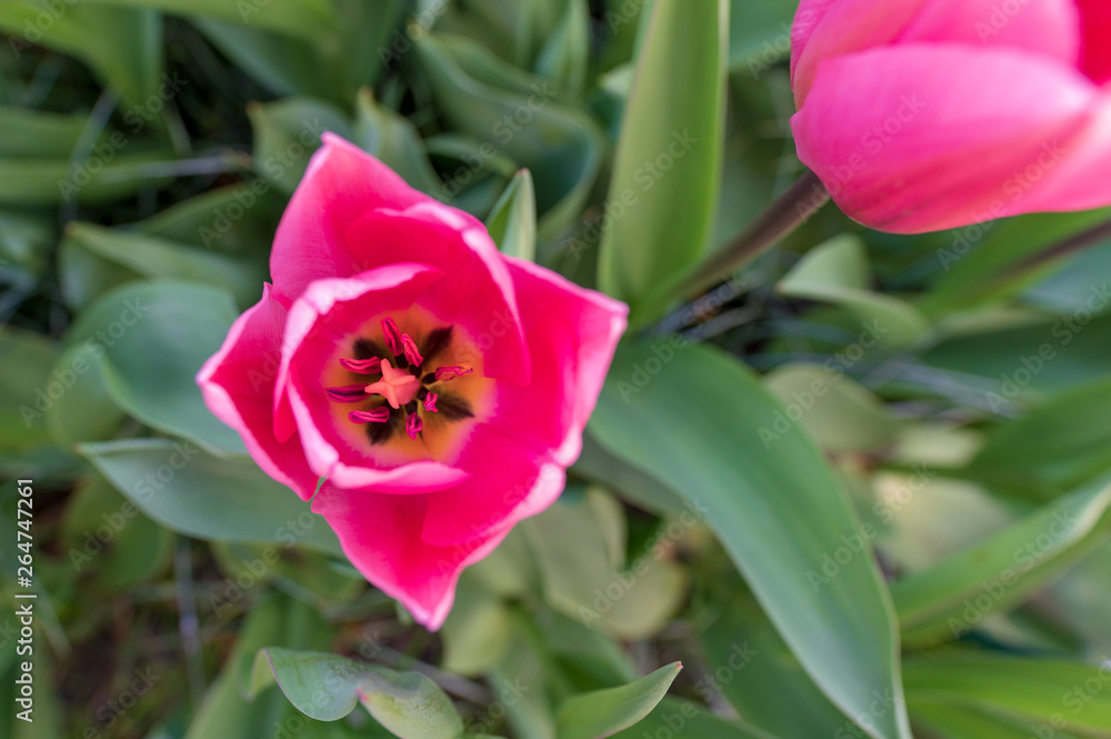 tulip in the garden