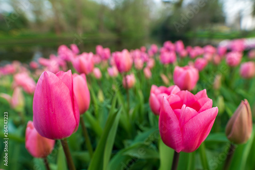 pink tulips in the garden