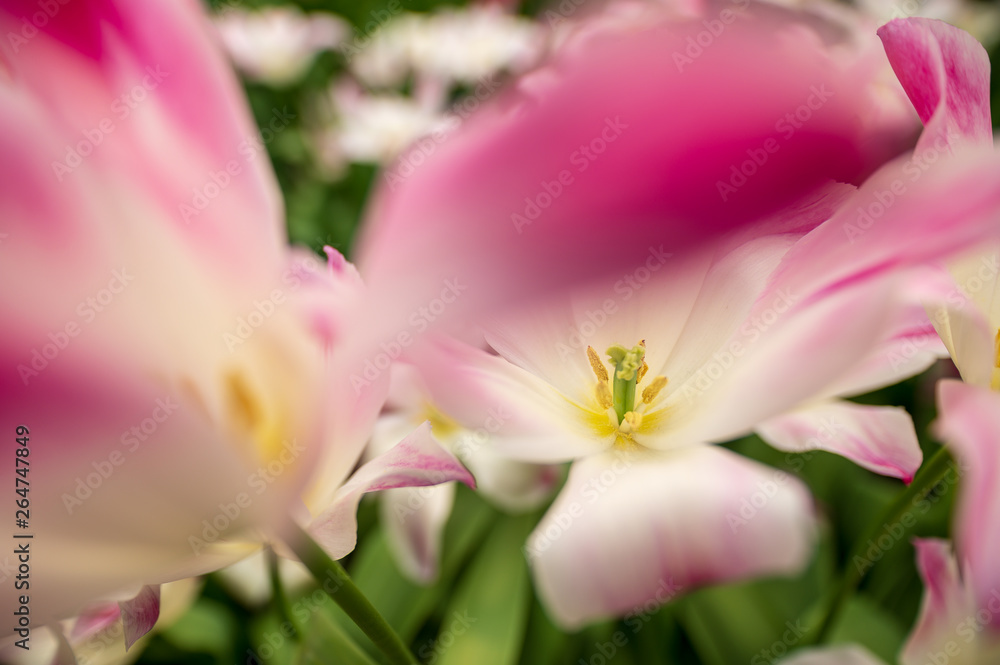 pink and white flower close up pink and white flower close up