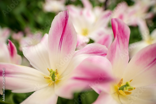 Fototapeta Naklejka Na Ścianę i Meble -  pink and white flower close up