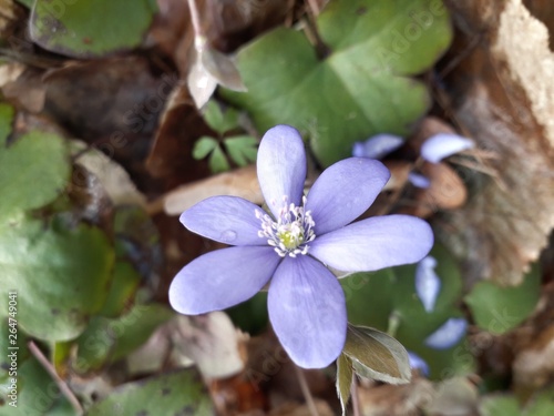 Karpatian flower photo