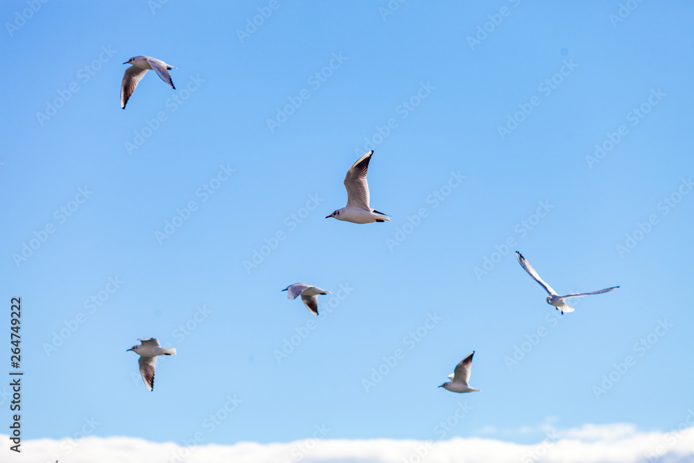 Gulls on a sunny Mediterranean beach