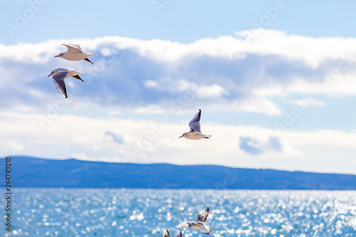 Gulls on a sunny Mediterranean beach