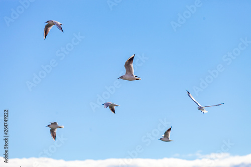 Gulls on a sunny Mediterranean beach