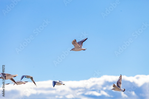 Gulls on a sunny Mediterranean beach