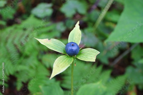 plant raven eyes in the green grass