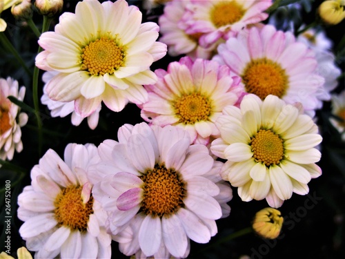 bouquet of flowers