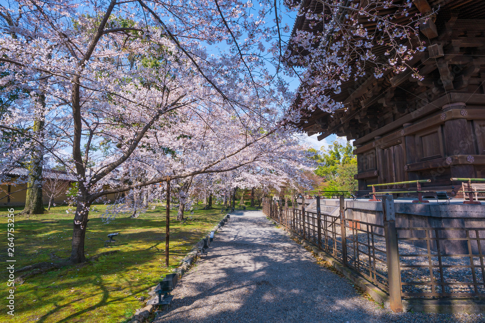 京都　東寺の五重塔と桜