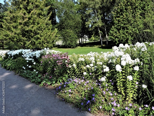 Flowers in summer park, Tallinn