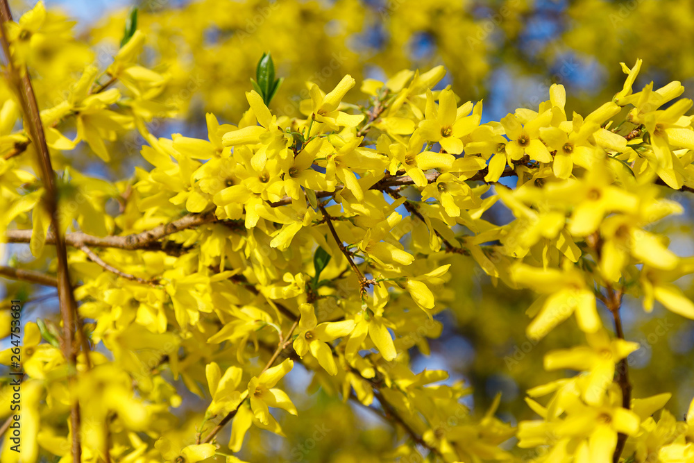 Forsythia ornamental shrub with yellow flowers Forsythia ornamental shrub with yellow flowers