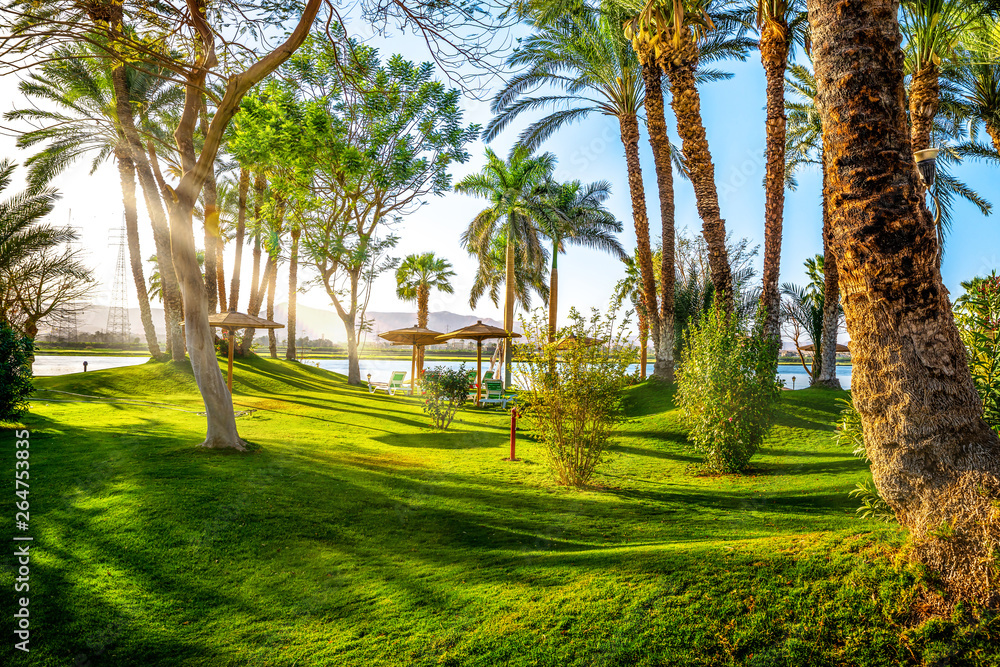 Palm tree in park