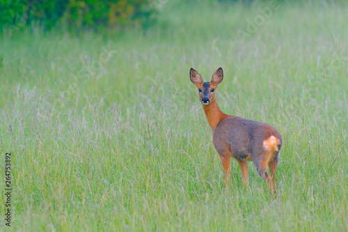 Western Roe Deer (Capreolus capreolus), Female, Germany, Europe © Ana Gram