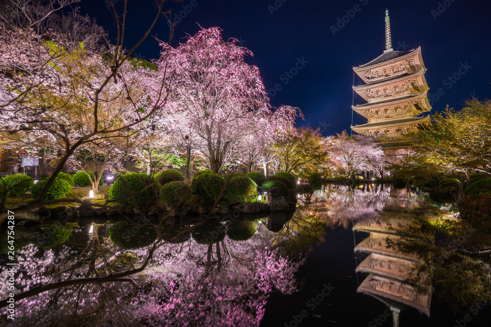 Fototapeta premium 京都 東寺の五重塔と桜 夜景