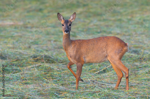 Western Roe Deer (Capreolus capreolus), Germany, Europe