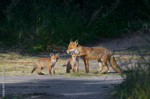 Red Foxes (Vulpes vulpes), Adult with young, Summer, Germany, Europe