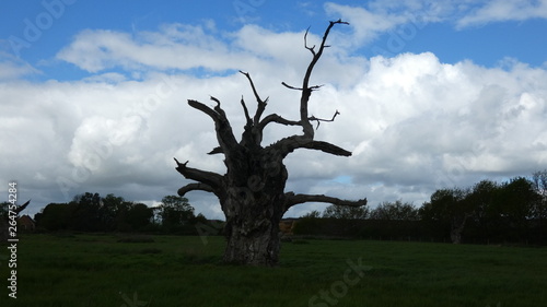 Petrified Oak Trees photo