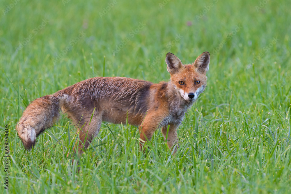 Red fox (Vulpes vulpes), Summer, Germany, Europe
