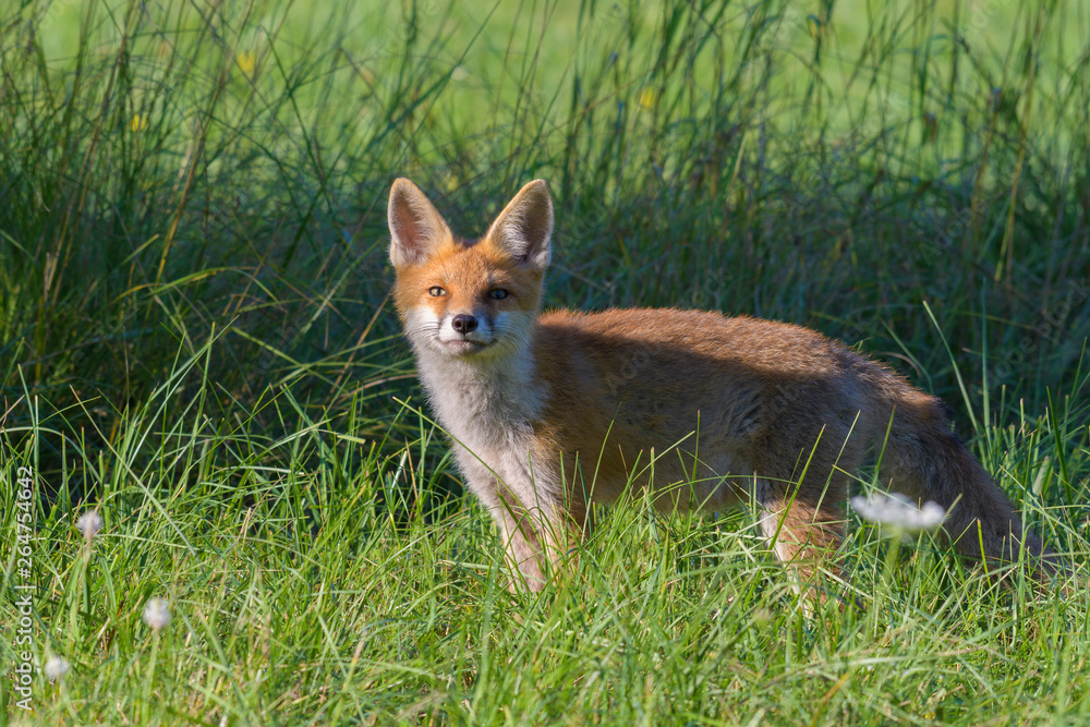 Red fox (Vulpes vulpes) on meadow, Summer, Germany, Europe Red fox (Vulpes vulpes) on meadow, Summer, Germany, Europe