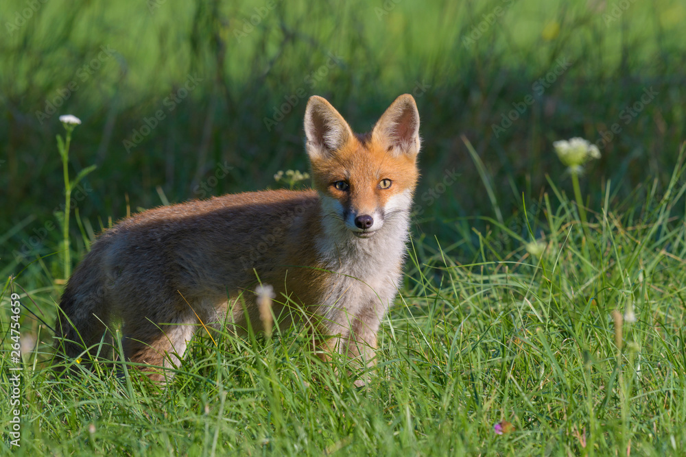 Red fox (Vulpes vulpes) on meadow, Summer, Germany, Europe Red fox (Vulpes vulpes) on meadow, Summer, Germany, Europe