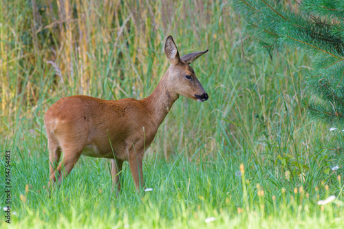 Fototapeta Naklejka Na Ścianę i Meble -  Western Roe Deer (Capreolus capreolus), Female, Hesse, Germany, Europe