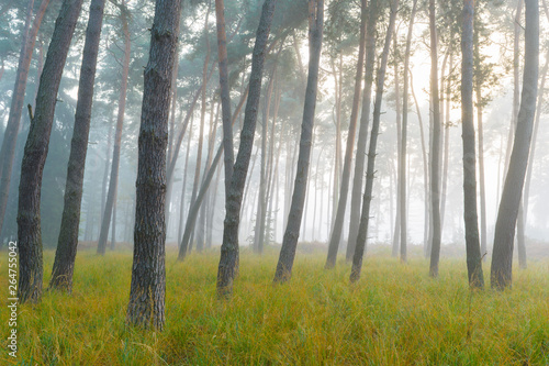 Pine Forest on misty morning, Germany, Europe