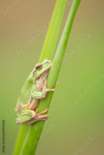 European tree frog, Hyla arborea,