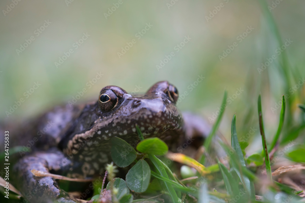 Common frog, Rana temporaria Common frog, Rana temporaria