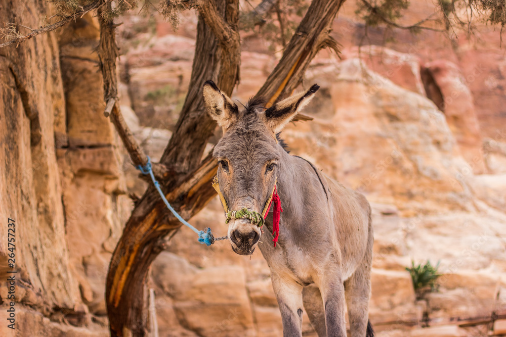 donkey looking at camera farming animal portrait at leash in highland desert rocky environment with sand stone yellow unfocused background donkey looking at camera farming animal portrait at leash in highland desert rocky environment with sand stone yellow unfocused background