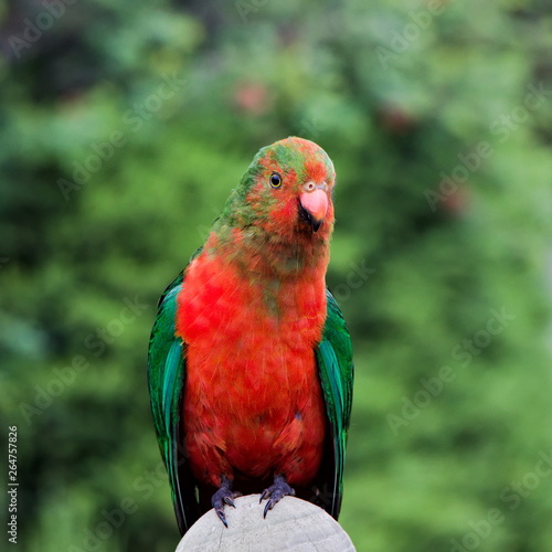 Curious, friendly Wild King Parrot..