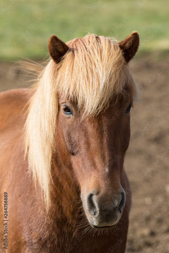 Funny icelandic horse smiling and laughing with large teeth. Selective focus on the teeth and nose.
