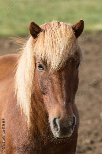 Funny icelandic horse smiling and laughing with large teeth. Selective focus on the teeth and nose.