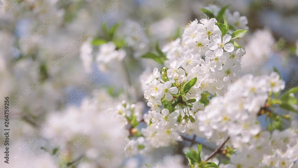 Beautiful spring sunny nature background. Closeup view of blooming cherry tree growing outdoors. Beautiful spring sunny nature background. Closeup view of blooming cherry tree growing outdoors.