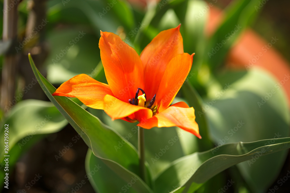 single red tulip with pointed petals in spring garden. single red tulip with pointed petals in spring garden.