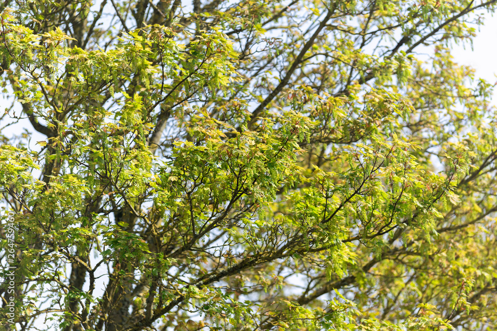 Maple branch with young leaves and flowers, a green background. Maple branch with young leaves and flowers, a green background.