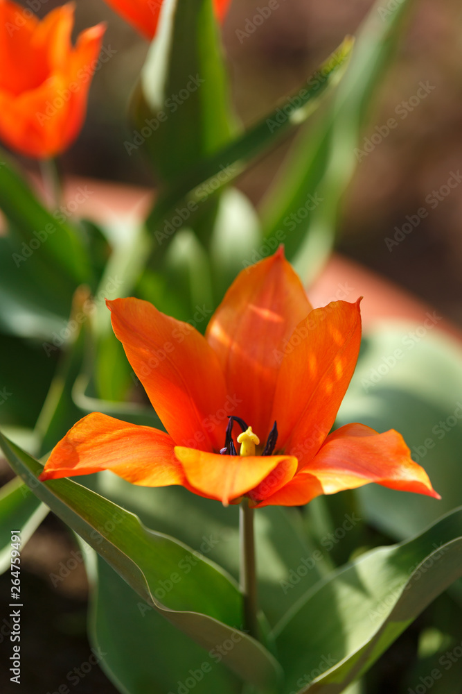 red tulips with pointed petals in spring garden. red tulips with pointed petals in spring garden.