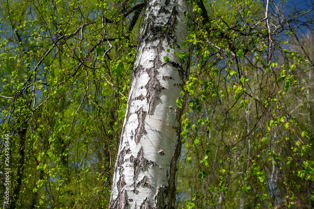 Obraz premium White birch on a background of green spring trees